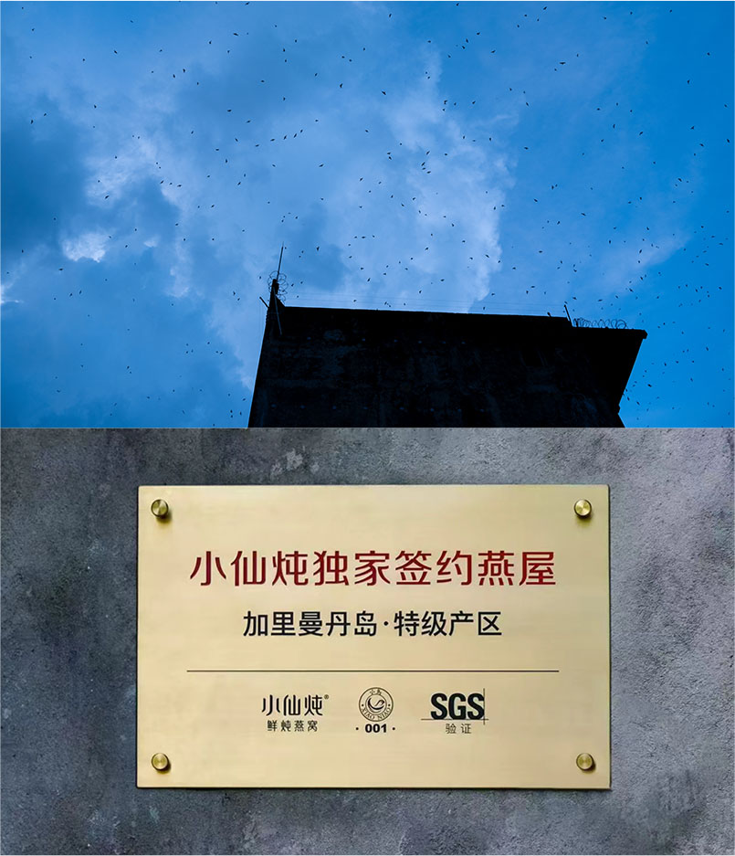 漫天燕群与「小仙炖独家签约燕屋 加里曼丹岛·特级产区」金色牌匾